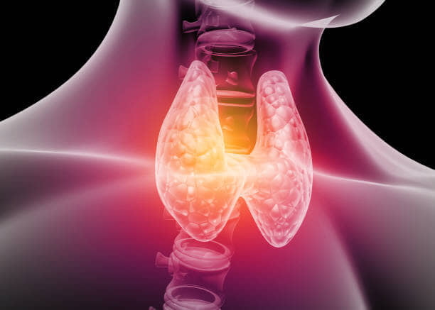 Endocrinology
